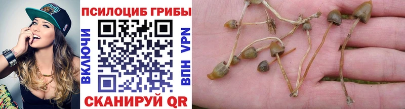 ссылка на мегу как зайти  Торопец  Псилоцибиновые грибы Psilocybe 